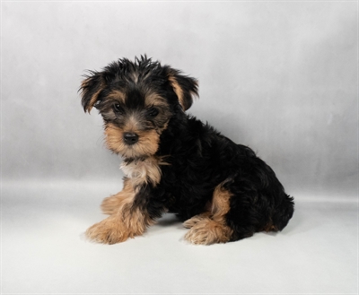 [#M11053] Black and Tan F Yorkshire Terrier Puppies for Sale
