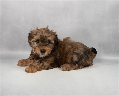 [#M11111] Gold F Yorkshire Terrier Puppies for Sale