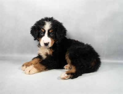 [#M11001] Black Rust and White F Bernese Mountain Dog Puppies for Sale