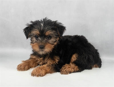[#M11153] Black and Tan F Yorkshire Terrier Puppies for Sale