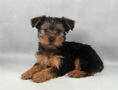 [#M11154] Black and Tan F Yorkshire Terrier Puppies for Sale