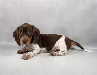 [#M11164] Chocolate and Tan M Dachshund Puppies for Sale