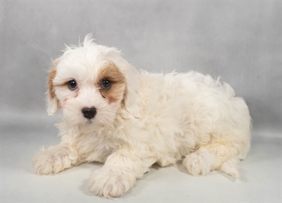 [#M11186] White and Apricot F Cavachon Puppies for Sale