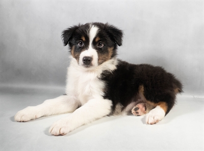 [#M11196] Black White and Tan M Australian Shepherd Puppies for Sale