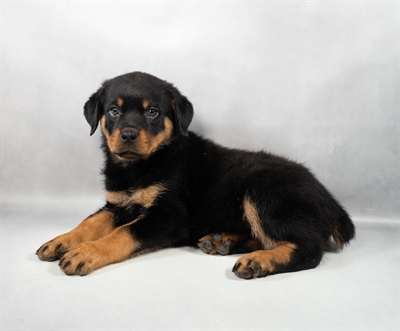 [#M11200] Black and Mahogany F Rottweiler Puppies for Sale