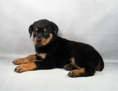 [#M11201] Black and Mahogany M Rottweiler Puppies for Sale