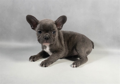[#M11207] Blue F French Bulldog Puppies for Sale