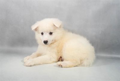[#M11259] White F American Eskimo Puppies for Sale