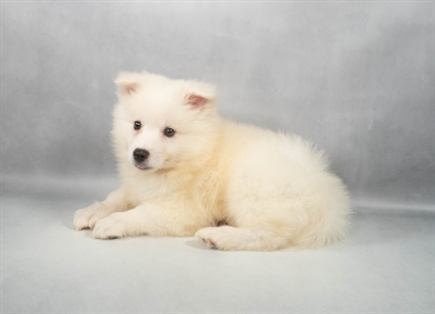 [#M11261] White M American Eskimo Puppies for Sale