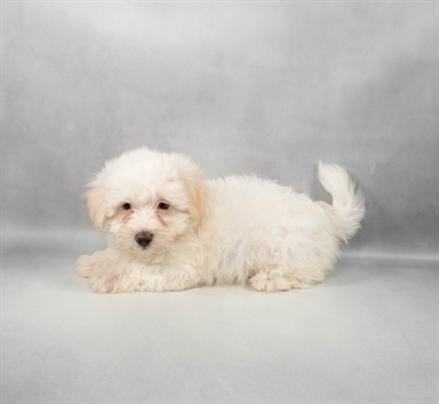 [#M11287] White F Coton De Tulear Puppies for Sale