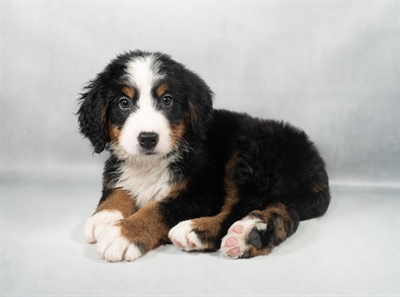 [#M11414] Black Rust and White M Bernese Mountain Dog Puppies for Sale