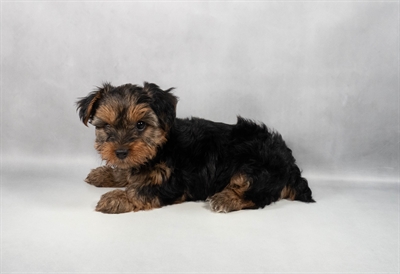 [#M11445] Black and Tan F Yorkshire Terrier Puppies for Sale