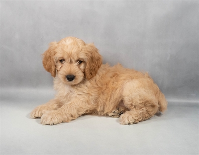 [#M11487] Buff F Cockapoo Puppies for Sale