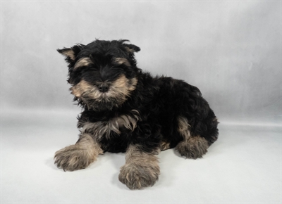 [#M11503] Black and Silver F Miniature Schnauzer Puppies for Sale