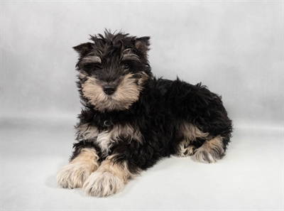 [#M11505] Black and Silver M Miniature Schnauzer Puppies for Sale