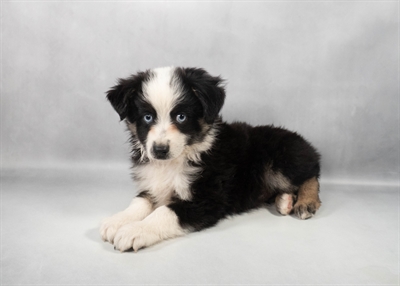 [#M11609] Black White and Brown M Miniature Australian Shepherd Puppies for Sale