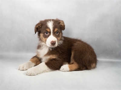 [#M11660] Red F Australian Shepherd Puppies for Sale