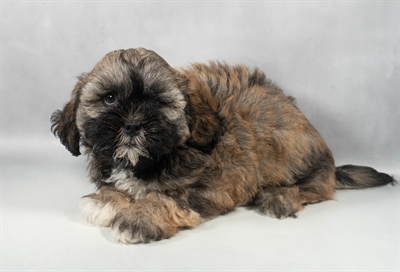 [#M11693] Gold M Teddy Bear Puppies for Sale