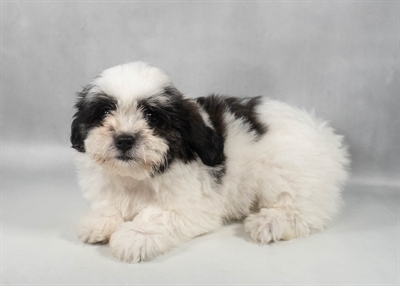 [#M11694] Brindle and White F Teddy Bear Puppies for Sale