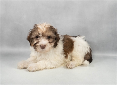 [#M11695] Chocolate Sable M Havanese Puppies for Sale