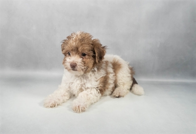 [#M11707] Chocolate Sable F Havanese Puppies for Sale