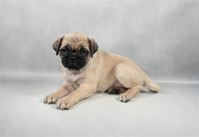 [#M11714] Fawn F Pug Puppies for Sale