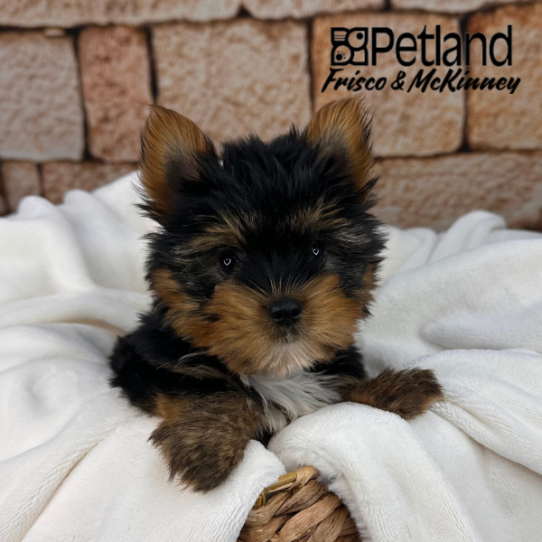 [#25490-01] Black / Tan M Yorkshire Terrier Puppies for Sale