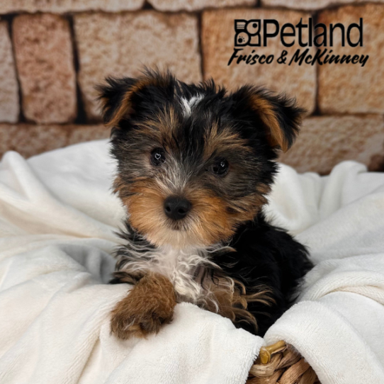 [#25490-02] Black / Tan M Yorkshire Terrier Puppies for Sale