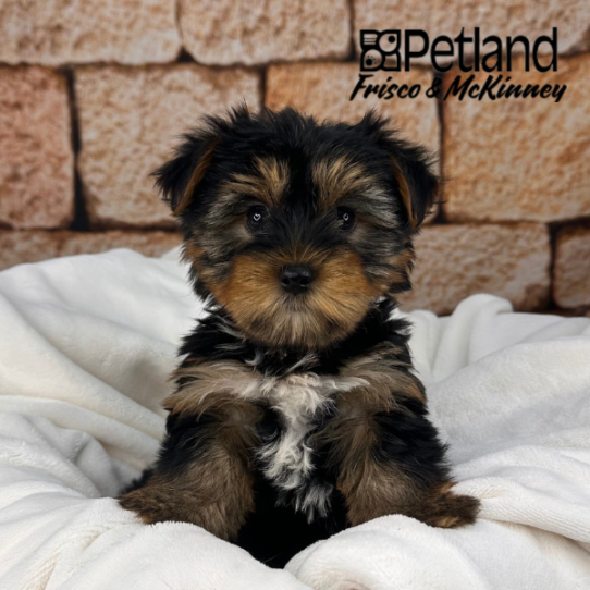 [#25490-03] Black / Tan F Yorkshire Terrier Puppies for Sale