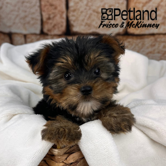 [#25490-04] Black / Tan F Yorkshire Terrier Puppies for Sale
