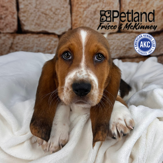 [#M12465] Black Tan and White M Basset Hound Puppies for Sale