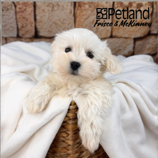 [#M12545] White F Coton De Tulear Puppies for Sale