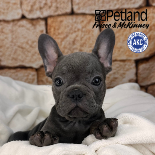 [#M12511] Blue F French Bulldog Puppies for Sale