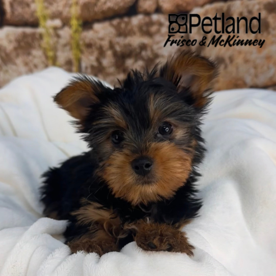 [#25502-01] Black / Tan M Yorkshire Terrier Puppies for Sale