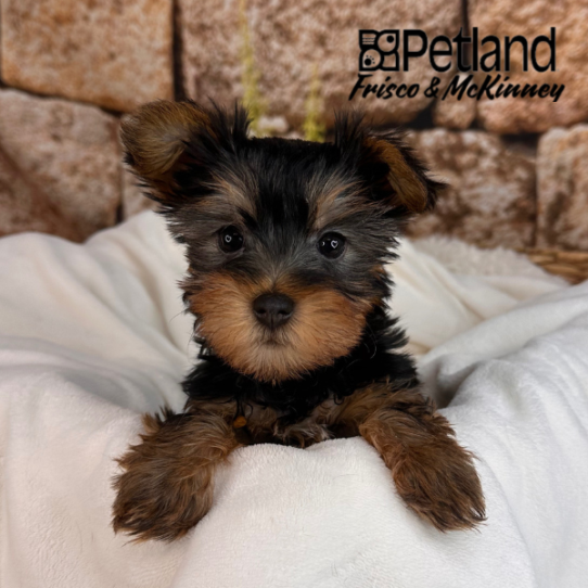 [#25502-02] Black / Tan F Yorkshire Terrier Puppies for Sale