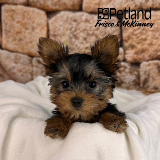 [#25502-03] Black / Tan F Yorkshire Terrier Puppies for Sale