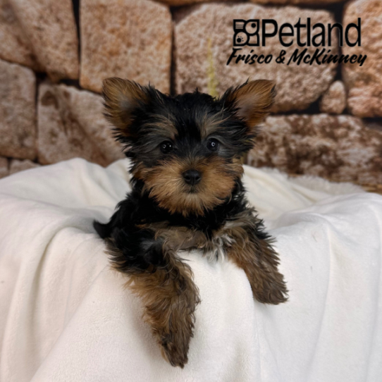 [#25502-04] Black / Tan F Yorkshire Terrier Puppies for Sale
