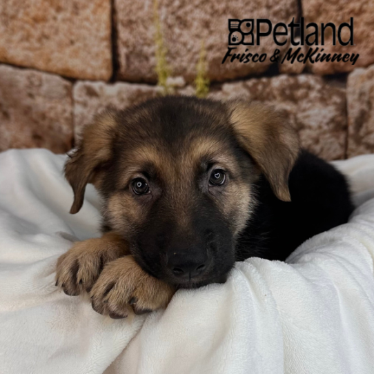 [#25774-02] Black / Tan M German Shepherd Dog Puppies for Sale