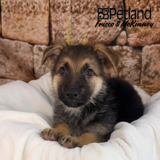 [#25774-03] Black / Tan M German Shepherd Dog Puppies for Sale