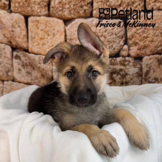 [#25774-08] Black / Tan F German Shepherd Dog Puppies for Sale
