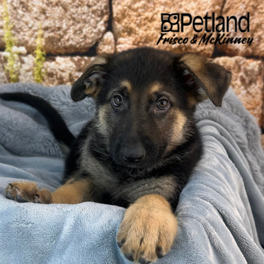 [#25774-09] Black / Tan F German Shepherd Dog Puppies for Sale