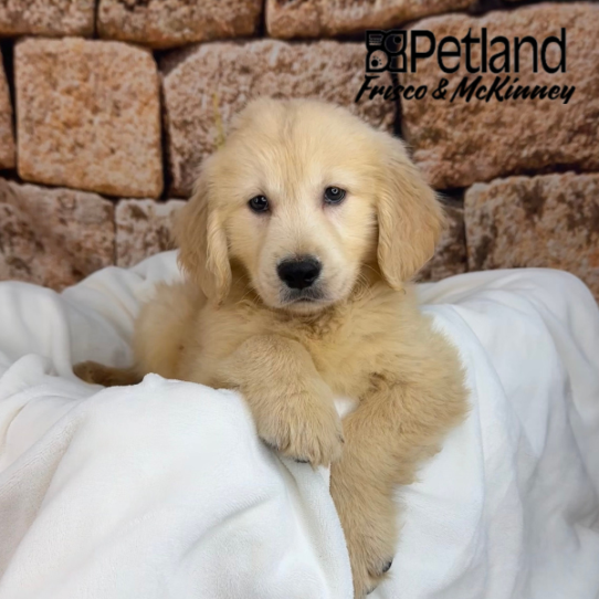 [#252968-03] Golden M Golden Retriever Puppies for Sale
