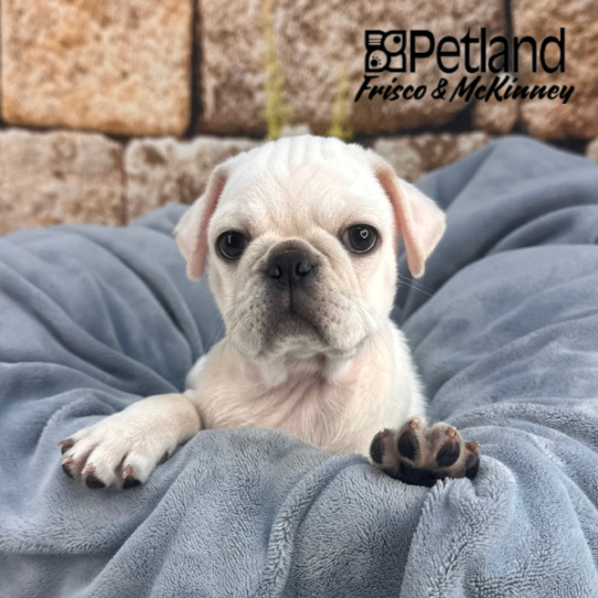 [#253007-03] White M Pug Puppies for Sale