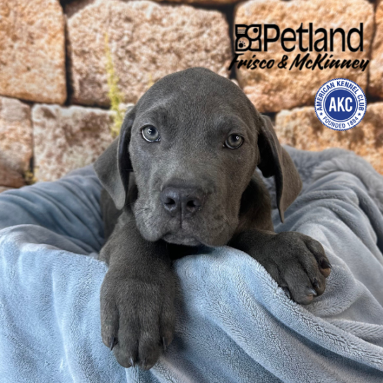 [#25144-01] Blue M Cane Corso Puppies for Sale