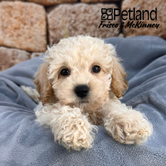 [#25150-01] Apricot M Bichapoo Puppies for Sale