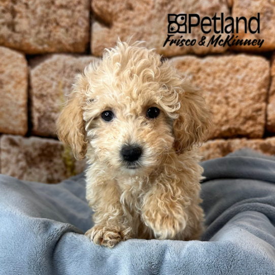 [#25150-06] Apricot F Bichapoo Puppies for Sale