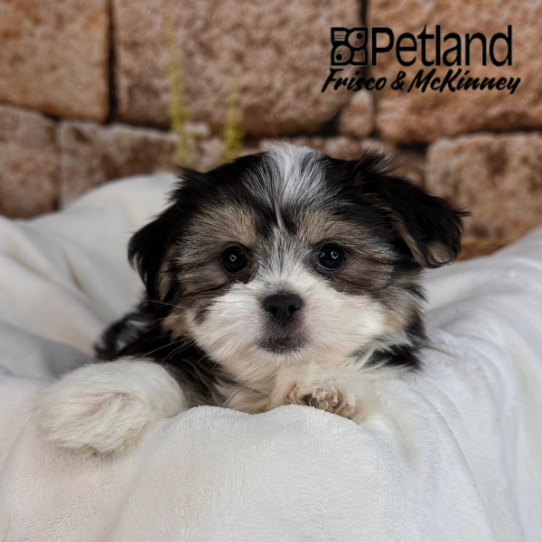 [#25153-05] Black White / Tan F Malshi Puppies for Sale