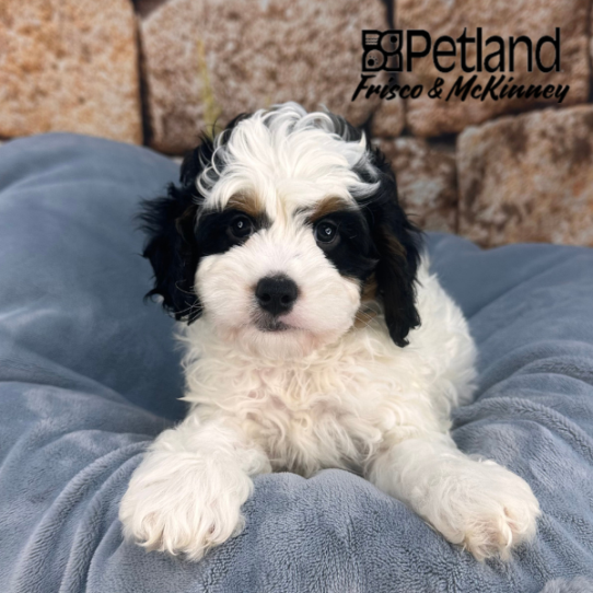 [#25155-03] Black White / Tan M Bernedoodle Mini 2nd Gen Puppies for Sale