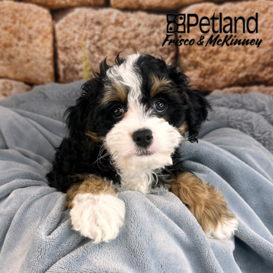 [#25155-04] Black White / Tan F Bernedoodle Mini 2nd Gen Puppies for Sale