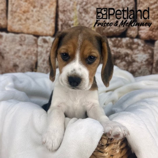 [#M13254] Black Tan and White F Beagle Puppies for Sale